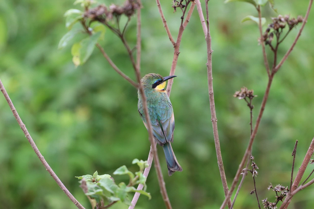 Somali Bee-eater